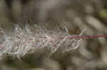 Cogongrass